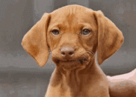 C660CC2E-A573-429B-9EF6-3C78B8AE22D4.gif