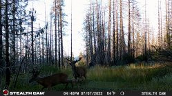 2022 Mad River Ridge Bucks.JPG