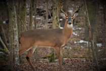 DSC_0176 (1).JPG