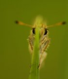 IMG_2117.JPG