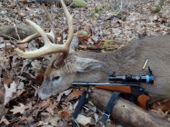 IMG_20221126_074257193.jpg Deer 1.jpg
