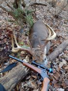 deer 2.jpg