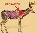 whitetailvitals_bones-1 (1).jpg
