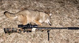 CoyotePeck11.13.22.jpg