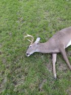 257 Roberts Deer.jpg