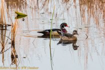 Mead Woodies-7.jpg