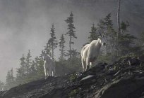 Goats_in_the_mist.jpg
