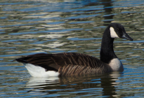 _DSC5774_1 croppedLR.png