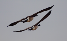 _DSC5213 cropped lr.png