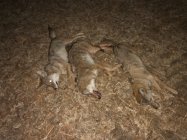 IMG_5649.jpg