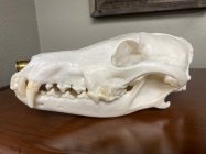 Coyote 6.jpg