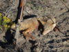 coyote kill 19.JPG
