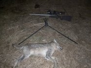 12 31 coyote.jpg