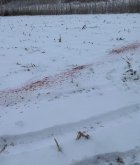 deer 2.jpg