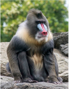 Mandrill.png