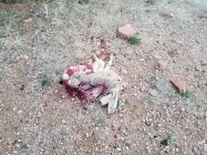 6XC Rabbit Carnage 1.jpg