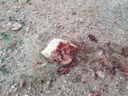 6XC Rabbit Carnage 2.jpg