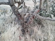 6XC Rabbit Carnage 3.jpg