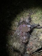 boar.jpg