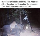 Hog - Possum-Coon War.jpg