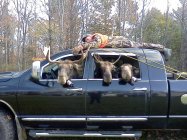 moose_hunt.JPG