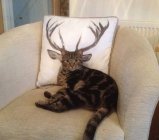 Cats - Buck the Cat.jpg