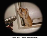 Cats - Cat Burglar.jpg