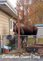 Canadian Guard Dog.jpeg
