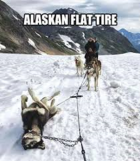 Dogs - Alaskan Flat Tire.png