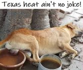 Dogs - Arizona Heat.jpeg