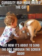 Dogs - Curiosity Killed the Cat.jpeg