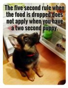 Dogs - 5 Second Rule.jpg