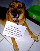 Dogs - Eating KFC.jpg