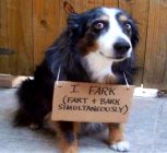 Dogs - FARK.jpg