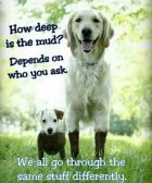 Dogs - How deep is the mud.jpg