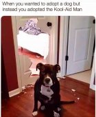 Dogs - Kool Aid Man.jpg
