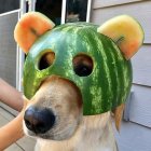 Dogs - Melon Head.jpg