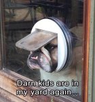 Dogs - Darn kids are in the yard again.jpg