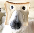 Dogs - Dog Mask.jpg