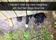 Dogs - New neighbor.jpg