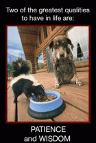 Dogs - patience and wisdom.gif