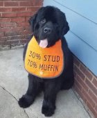 Dogs - StudMuffin.jpg