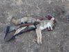 coyote kill 20.JPG