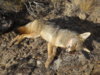 coyote kill 21 on rock.JPG