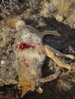 coyote kill 21 exit wound.JPG