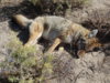 coyote kill 22.JPG