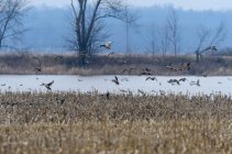 AW5_8711-Edit.JPG