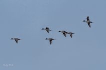 AW5_8742-Edit.JPG