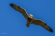 AW5_9129-Edit.JPG