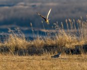 AW5_8885-Edit.JPG